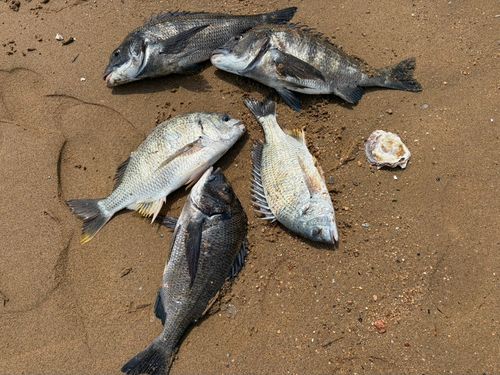チヌの釣果