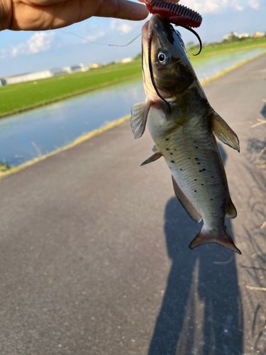 ナマズの釣果