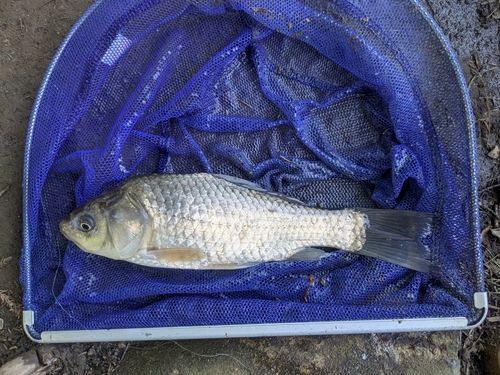 フナの釣果