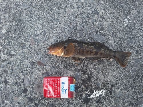 アイナメの釣果