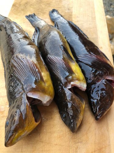 アイナメの釣果