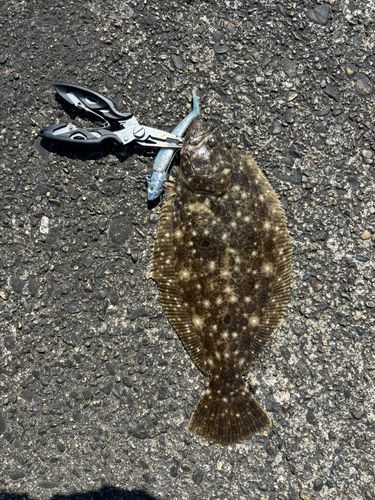 ソゲの釣果