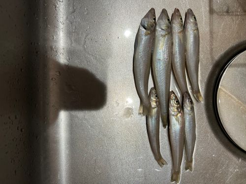 キスの釣果
