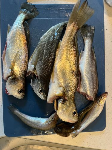 シログチの釣果