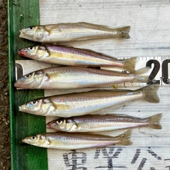 シロギスの釣果