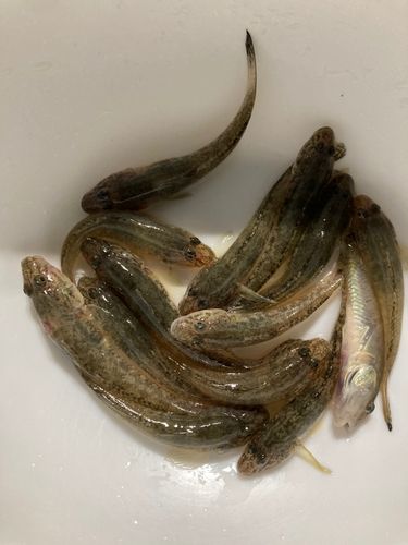 マハゼの釣果