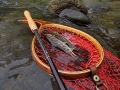 ヤマメの釣果
