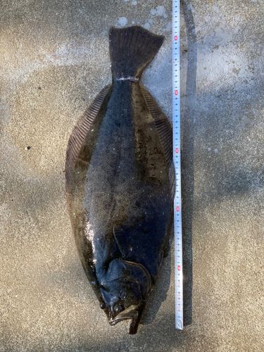 ヒラメの釣果