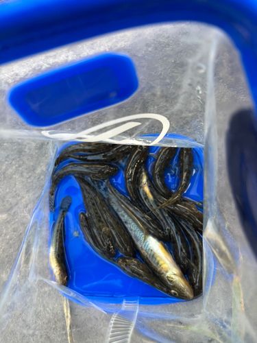 マハゼの釣果