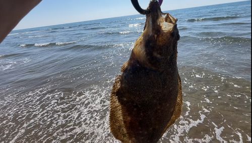 ソゲの釣果