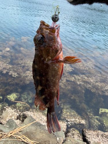 カサゴの釣果