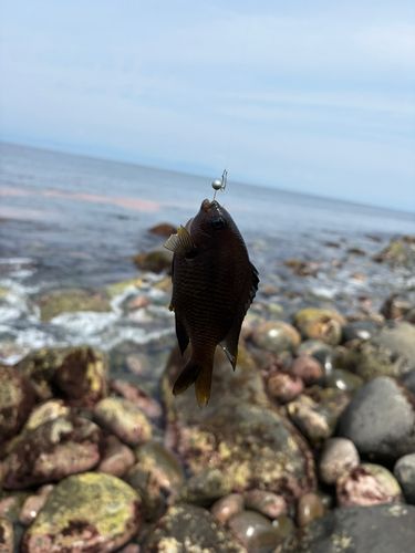 スズメダイの釣果