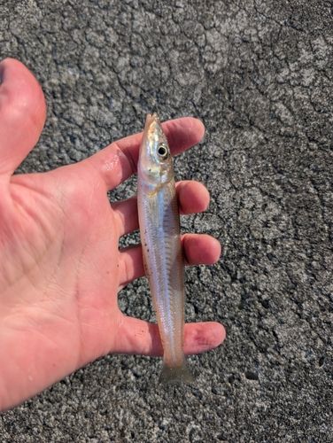 シロギスの釣果
