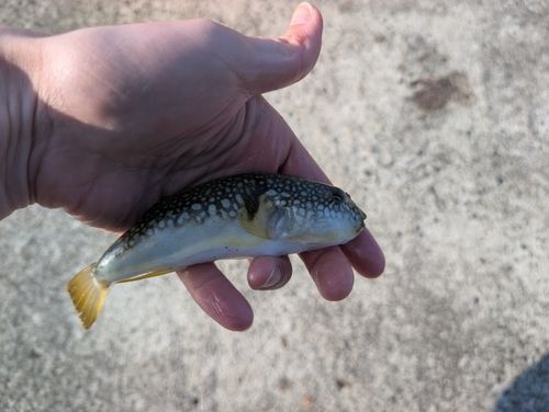 コモンフグの釣果
