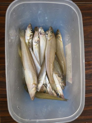 シロギスの釣果