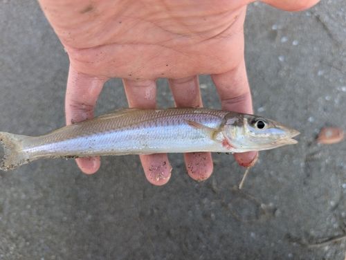シロギスの釣果