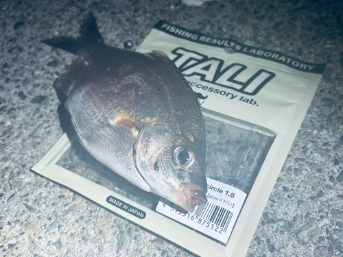 ウミタナゴの釣果