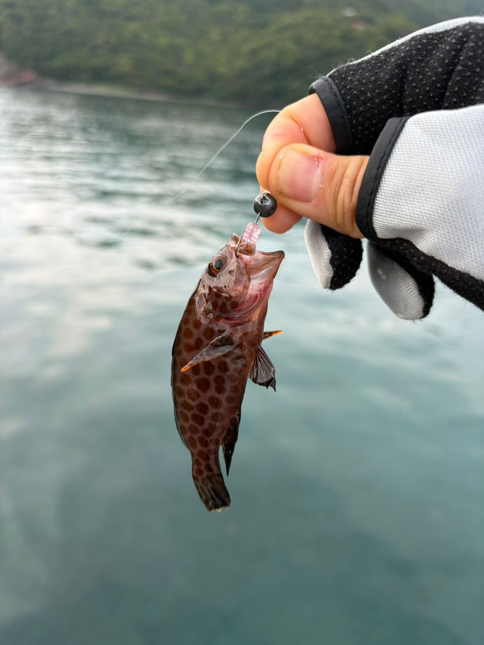 SHIMANO 23ソアレ BB S76UL-Sの最安値・インプレ・釣果 | 本音の口コミ
