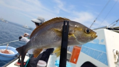 イサキの釣果