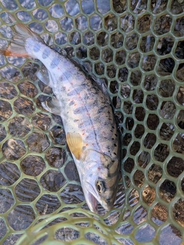 アマゴの釣果