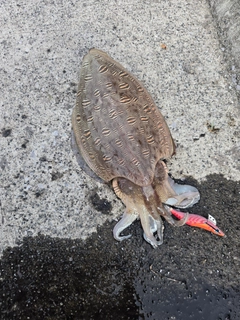 モンゴウイカの釣果