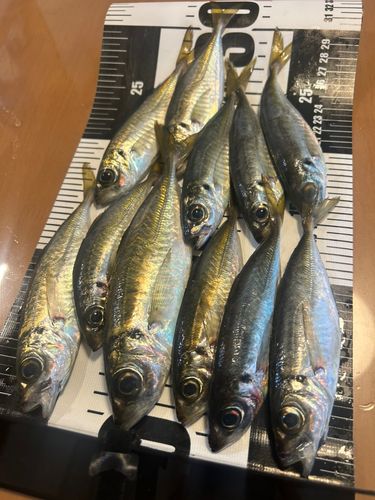 アジの釣果