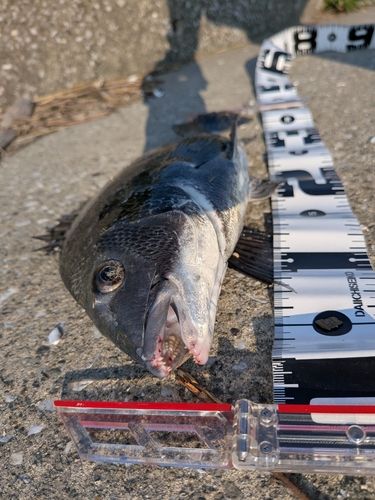 チヌの釣果