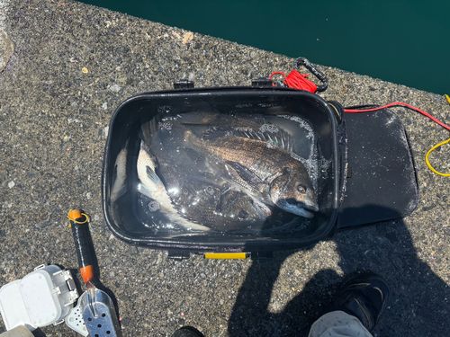 チヌの釣果