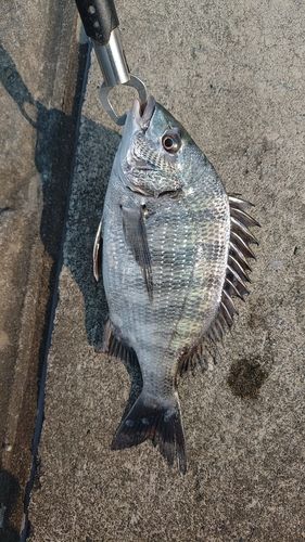 クロダイの釣果
