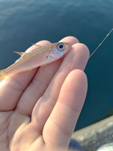 ムツの釣果