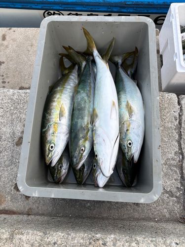 ハマチの釣果