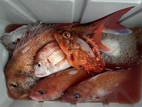 マダイの釣果