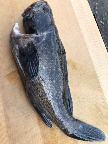 クロソイの釣果