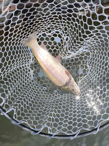 ニジマスの釣果