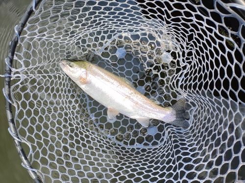 ニジマスの釣果