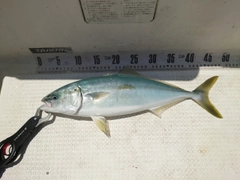 フクラギの釣果