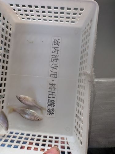 タナゴの釣果