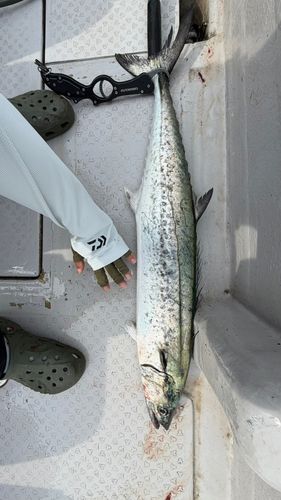 サワラの釣果