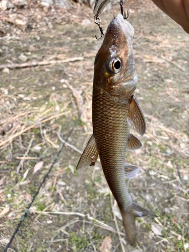 ニゴイの釣果