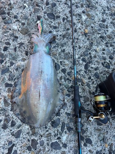 アオリイカの釣果