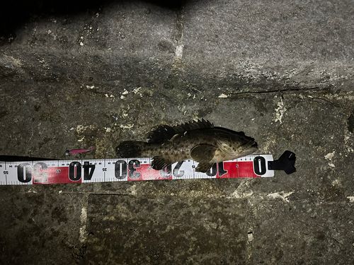 チャイロマルハタの釣果