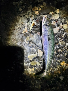マサバの釣果
