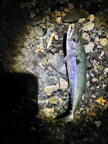 マサバの釣果