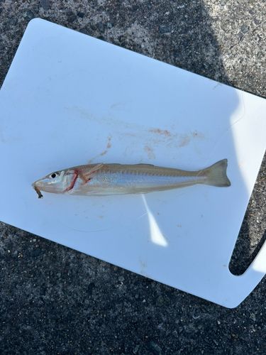 シロギスの釣果