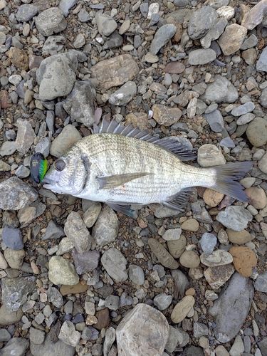 ミナミクロダイの釣果