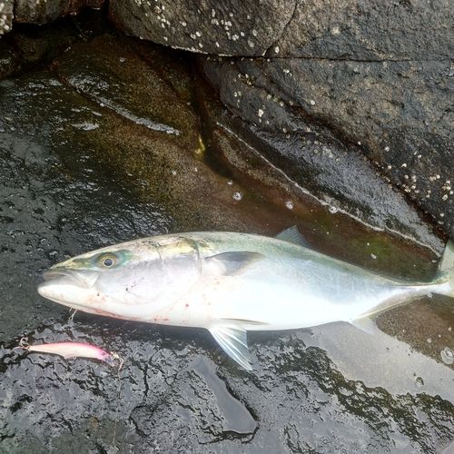 ブリの釣果