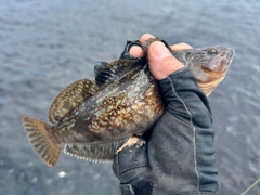 アイナメの釣果