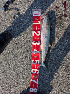 サゴシの釣果