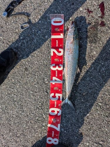 サワラの釣果・釣り情報まとめ【2026年最新】 - アングラーズ | 釣果