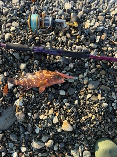 キジハタの釣果